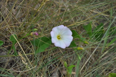 Convolvulus arvensis