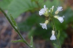 Arabis eschscholtziana