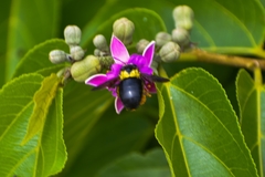 Xylocopa