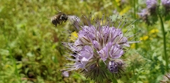 Anthophora quadrimaculata
