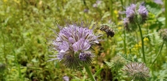 Anthophora quadrimaculata