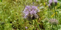 Anthophora quadrimaculata