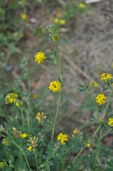 Medicago falcata