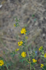 Medicago falcata