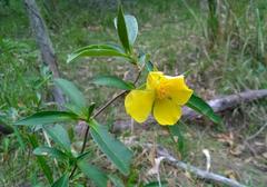 Hibbertia scandens