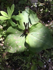 Trillium angustipetalum
