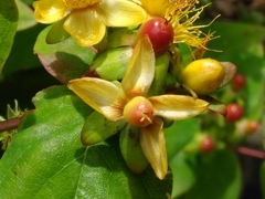 Hypericum inodorum
