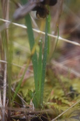 Sisyrinchium