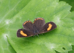 Heliophorus saphir