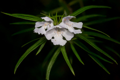 Westringia blakeana