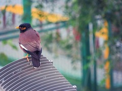 Acridotheres tristis