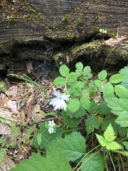 Lithophragma heterophyllum