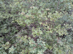 Viburnum trilobum image