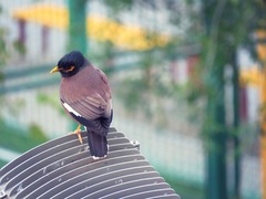 Acridotheres tristis