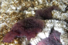 Distaplia occidentalis