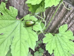 Anomala albopilosa albopilosa