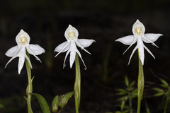 Habenaria rariflora