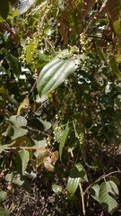 Dioscorea transversa