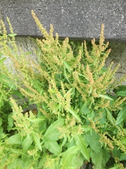 Rumex maritimus