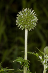 Echinops sahyadricus
