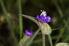 Cyanotis fasciculata