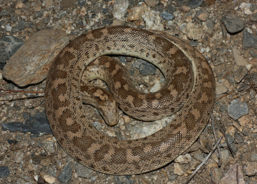 Photo of a Dwarf Sand Boa (Eryx miliaris)