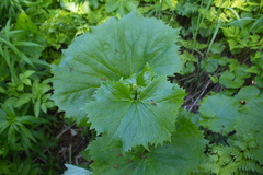 Parasenecio kamtschaticus