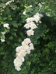Spiraea nipponica
