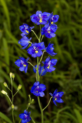 Delphinium malabaricum