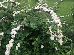 Spiraea nipponica