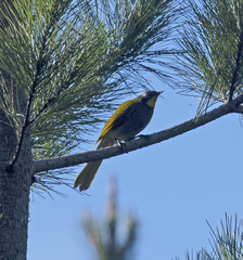 Nesoptilotis flavicollis