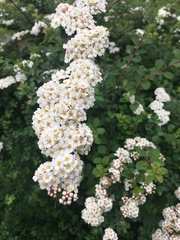 Spiraea nipponica