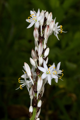 Chlorophytum glaucoides