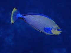 Naso vlamingii