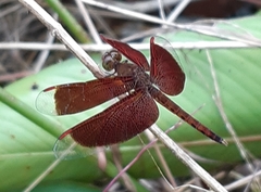 Neurothemis fluctuans