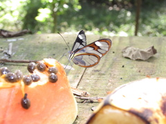 Ithomia agnosia