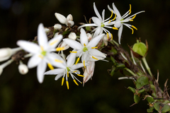 Chlorophytum glaucoides