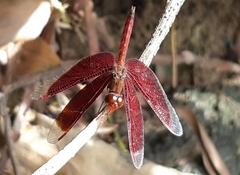 Neurothemis fluctuans