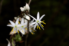 Chlorophytum glaucoides