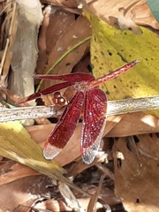 Neurothemis fluctuans