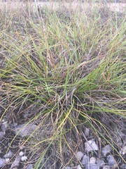 Carex planostachys