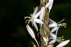 Chlorophytum glaucoides