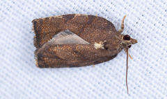 Argyrotaenia juglandana