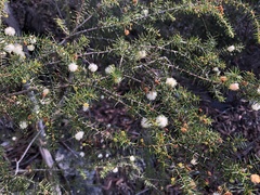 Acacia ulicifolia