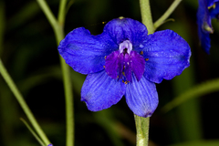Delphinium malabaricum
