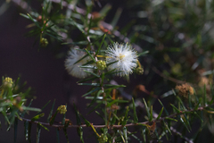 Acacia ulicifolia