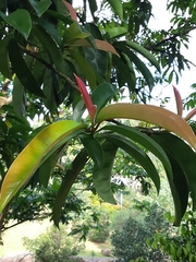 Garcinia