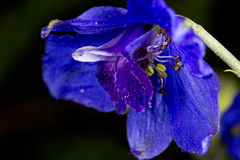 Delphinium malabaricum