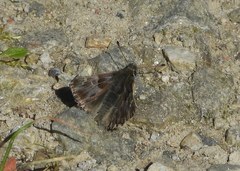 Muschampia floccifera
