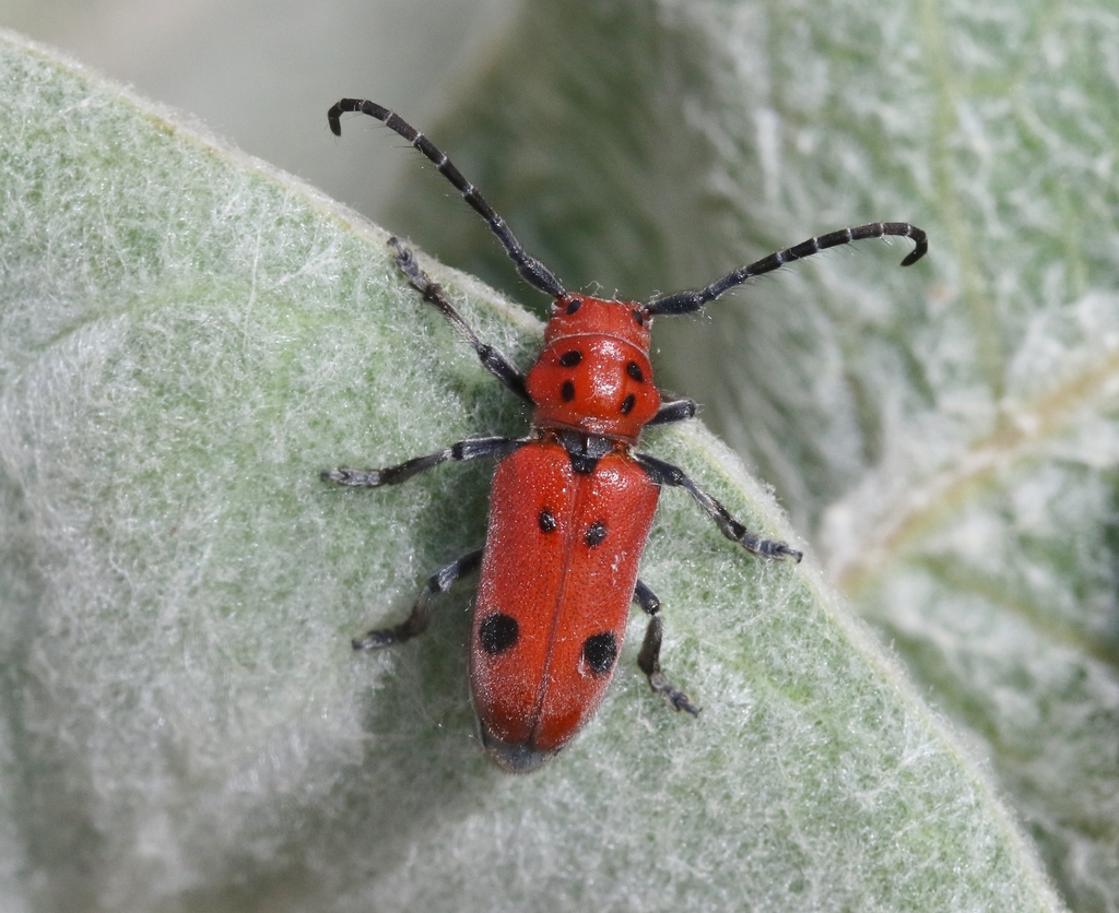 Tetraopes basalis